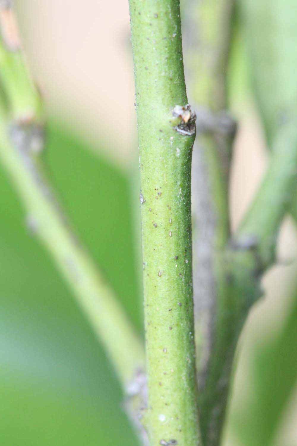            First year twig (Riverside, CA)   